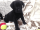 Labrador Retriever Puppies for sale in Chattanooga, TN 37401, USA. price: $650