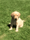 Labrador Retriever Puppies for sale in Michigan State Capitol, 100 N Capitol Ave, Lansing, MI 48933, USA. price: NA
