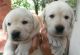 Labrador Retriever Puppies for sale in Stuart, FL, USA. price: NA