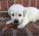 Labrador Retriever Puppies for sale in Ohio Dr SW, Washington, DC, USA. price: NA