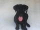 Labrador Retriever Puppies for sale in Decatur, TX 76234, USA. price: $600
