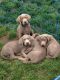 Labrador Retriever Puppies for sale in North Providence, RI, USA. price: $1,500