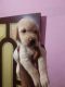 Labrador Retriever Puppies for sale in Tambaram, Chennai, Tamil Nadu, India. price: 1000 INR