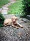 Labrador Retriever Puppies for sale in Carlyle, IL 62231, USA. price: NA