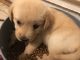 Labrador Retriever Puppies for sale in Chesapeake, VA 23320, USA. price: NA