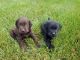 Labrador Retriever Puppies for sale in Stockbridge, MI 49285, USA. price: NA