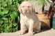 Labrador Retriever Puppies for sale in Poland, ME 04274, USA. price: $500