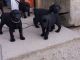 Labrador Retriever Puppies for sale in Warrenton, VA, USA. price: NA