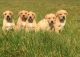 Labrador Retriever Puppies for sale in St. Louis, MO, USA. price: NA