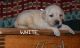 Labrador Retriever Puppies for sale in Pekin, IL, USA. price: NA