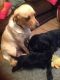 Labrador Retriever Puppies for sale in Texas City, TX, USA. price: $400
