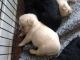 Labrador Retriever Puppies for sale in Manchester, NH, USA. price: NA