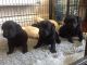 Labrador Retriever Puppies for sale in Newark, NJ 07101, USA. price: NA