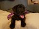 Labrador Retriever Puppies for sale in Spotsylvania, VA, USA. price: $850
