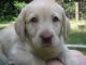 Labrador Retriever Puppies for sale in Cave City, KY 42127, USA. price: NA