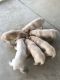 Labrador Retriever Puppies for sale in Capron, VA 23829, USA. price: $1,200