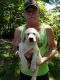 Labrador Retriever Puppies for sale in Congerville, IL 61729, USA. price: NA