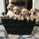 Labrador Retriever Puppies for sale in Colorado St, Houston, TX 77007, USA. price: NA