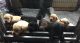 Labrador Retriever Puppies for sale in Oakland, CA 94624, USA. price: NA
