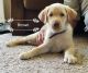 Labrador Retriever Puppies for sale in Emporia, KS 66801, USA. price: NA