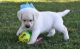 Labrador Retriever Puppies for sale in Valier, IL 62891, USA. price: $400