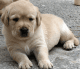 Labrador Retriever Puppies for sale in Nashville, TN 37246, USA. price: NA