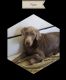 Labrador Retriever Puppies for sale in Athol, ID 83801, USA. price: $1,200