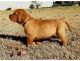 Labrador Retriever Puppies for sale in Texas St, Fairfield, CA 94533, USA. price: NA