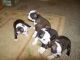 Labrador Retriever Puppies for sale in Texas St, Fairfield, CA 94533, USA. price: NA
