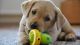 Labrador Retriever Puppies for sale in Texas St, Fairfield, CA 94533, USA. price: $400