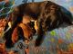 Labrador Retriever Puppies for sale in Bay City, MI, USA. price: NA