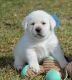 Labrador Retriever Puppies for sale in Los Ebanos, TX 78565, USA. price: NA