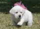 Labrador Retriever Puppies for sale in Sterling, MI 48659, USA. price: NA