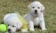 Labrador Retriever Puppies for sale in Sedalia, MO 65302, USA. price: $380