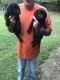 Labrador Retriever Puppies for sale in Randleman, NC 27317, USA. price: NA