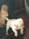 Labrador Retriever Puppies for sale in Port Washington, WI, USA. price: $500