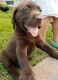 Labrador Retriever Puppies for sale in Wooster, OH 44691, USA. price: $550