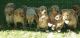 Labrador Retriever Puppies for sale in Waupun, WI 53963, USA. price: NA