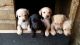 Labrador Retriever Puppies for sale in New York, NY 10119, USA. price: NA