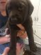 Labrador Retriever Puppies for sale in Show Low, AZ 85901, USA. price: $500