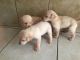 Labrador Retriever Puppies for sale in Citrus Springs, FL, USA. price: NA