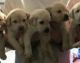 Labrador Retriever Puppies for sale in Springfield, MA, USA. price: $1,200