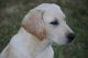 Labrador Retriever Puppies for sale in Carson City, MI 48811, USA. price: $850