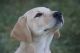 Labrador Retriever Puppies for sale in Carson City, MI 48811, USA. price: NA