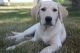 Labrador Retriever Puppies for sale in Carson City, MI 48811, USA. price: $1,000