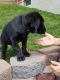 Labrador Retriever Puppies for sale in Wooster, OH 44691, USA. price: $475