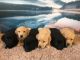 Labrador Retriever Puppies for sale in Colorado St, Houston, TX 77007, USA. price: NA