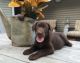 Labrador Retriever Puppies for sale in District Heights, MD 20747, USA. price: $500