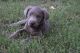 Labrador Retriever Puppies for sale in Batesville, AR 72501, USA. price: $800