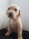 Labrador Retriever Puppies for sale in Lewiston, ME, USA. price: NA